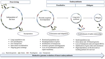 Dynamics of Insect–Microbiome Interaction Influence Host and Microbial Symbiont